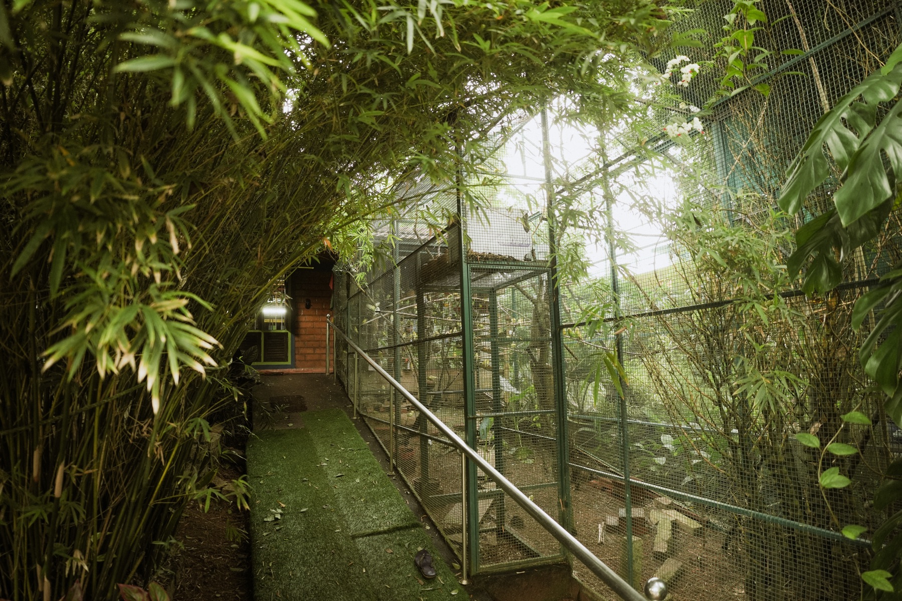 Bamboo-lined path beside an aviary