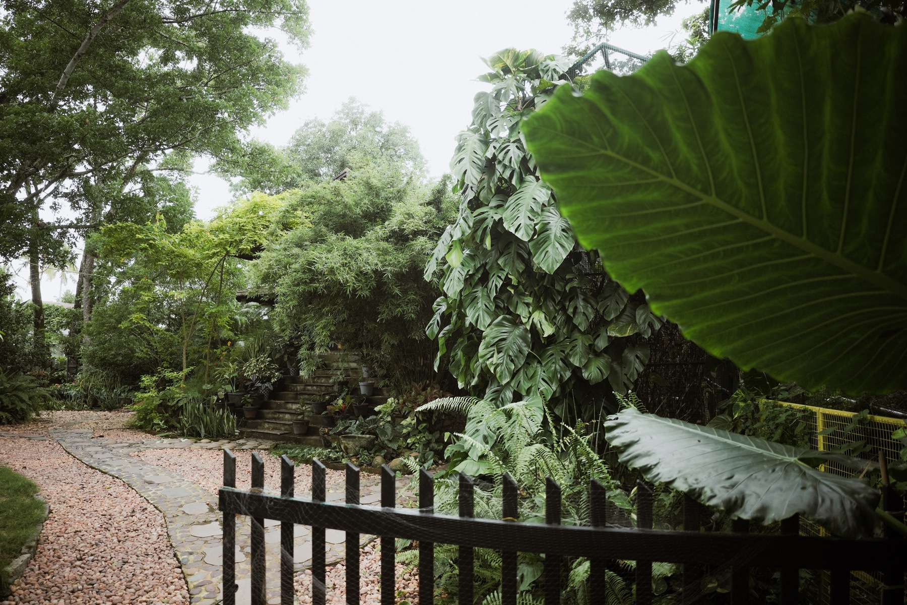 Lush garden path and tropical leaves
