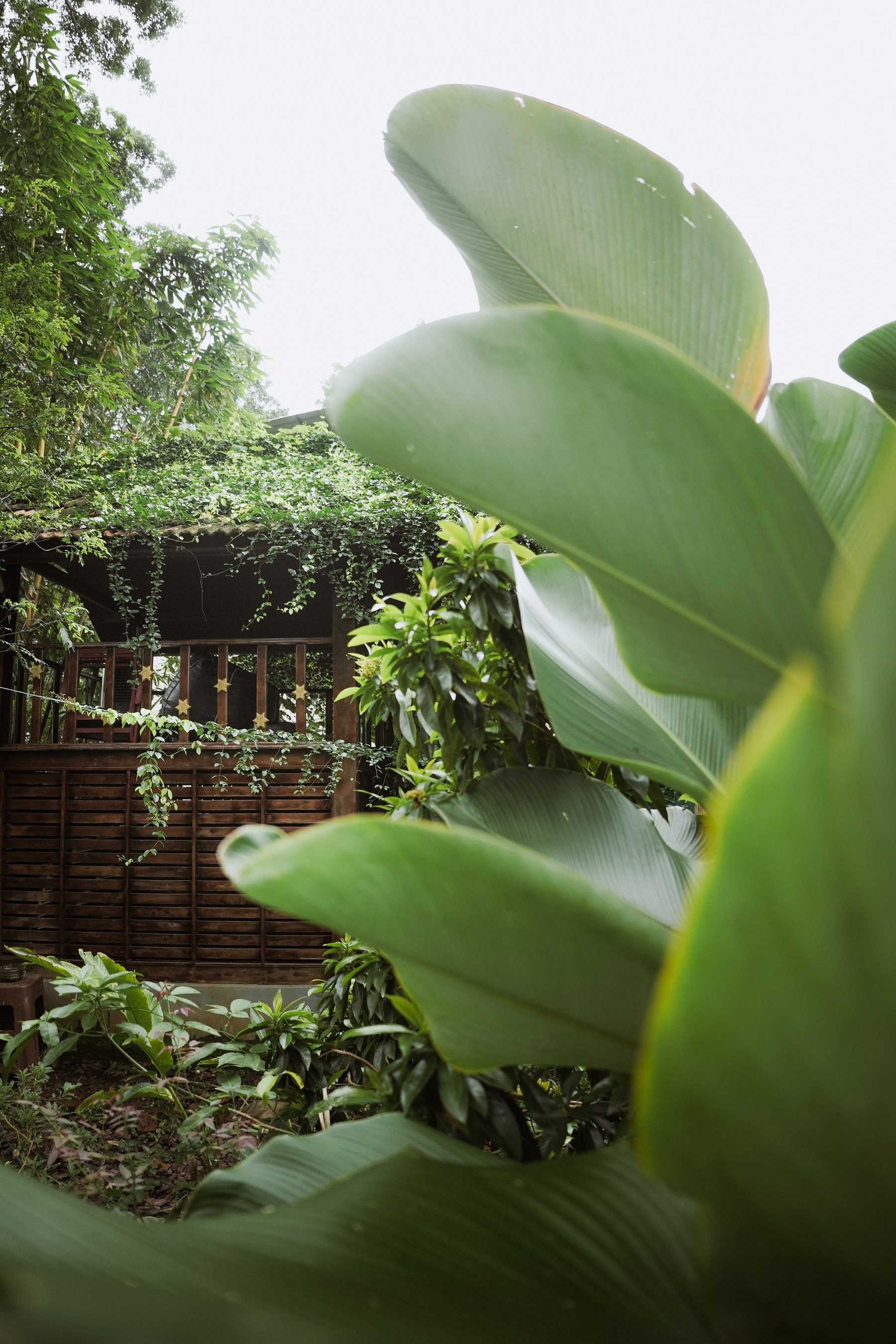 Wooden garden retreat behind broad leaves